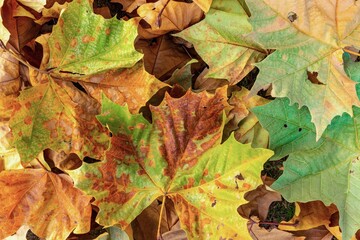 autumn leaves background
