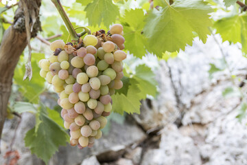 Fototapeta premium Bunch of white grapes hanging on the vine