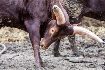 bull watussi bowed his head with big horns