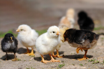 Group of chicks on farmyard