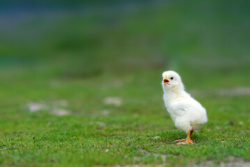 Cute chick on farmyard