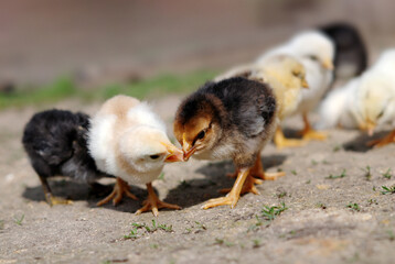 Group of chicks on farmyard