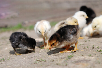 Group of chicks on farmyard