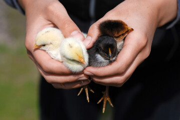 Cute chicks in hands