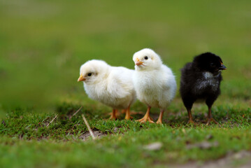 Group of chicks on farmyard