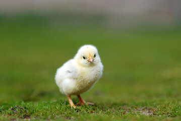 Cute chick on farmyard