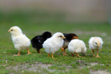 Group of chicks on farmyard