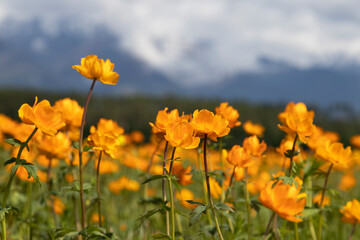 Blooming orange Trollius on the background of mountains