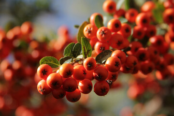 Rowan growing on the tree