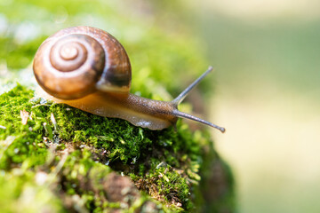 snail and moss..