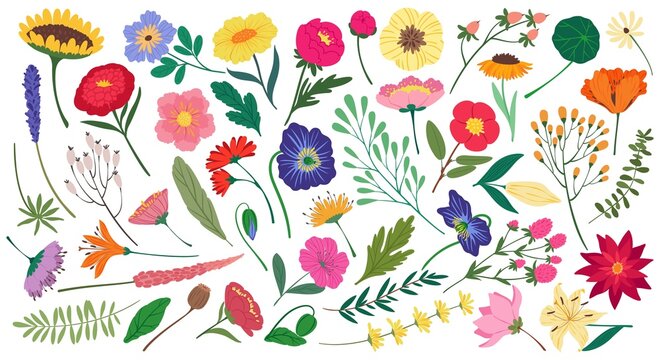 Cute spring flowers and leaves, botanical floral elements. Flat cartoon blossom flower, wildflower and garden blooming plants vector set. Beautiful colorful peony, sunflower and poppy