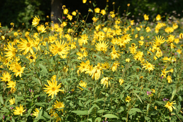 Obraz premium Massif de rudbeckias jaunes
