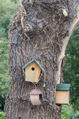 Handmade bird boxes hanging from a tree. Wooden nesting box.