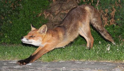 Fuchs streckt sich