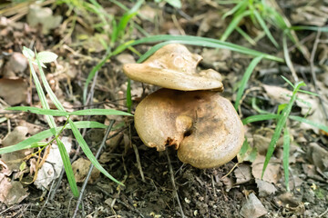 brown mushrooms close-up on the background of the earth