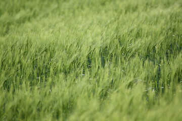 Gras