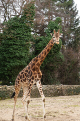 young giraffe stands on the background of trees looking at the camera