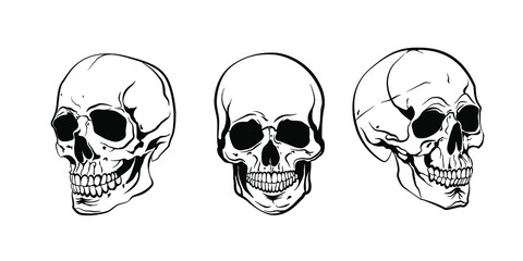 Anatomically human skulls set isolated. Hand drawn line art vector illustration.