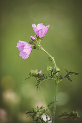 Rosa Wildblume