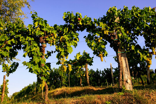 vineyards of ribolla in august in friuli venezia giulia near cormons