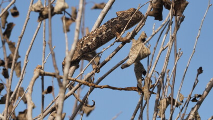 Camaleón en árbol camuflado del color de las ramas