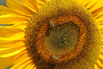 Sonnenblume mit Biene