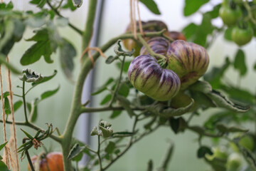 Striped organic tomatoes in the garden, greenhouse