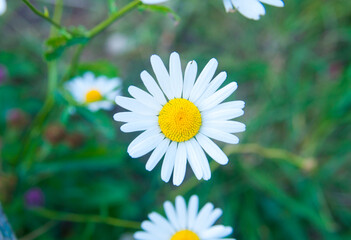 Obraz premium photo of beautiful flowers in the summer garden