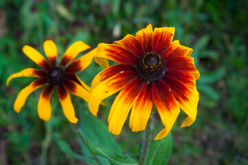 photo of beautiful flowers in the summer garden