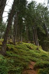 bosco montagna sentiero foresta 
