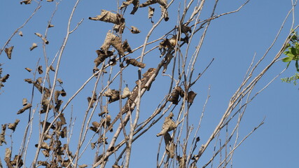 Camaleón en árbol camuflado del color de las ramas
