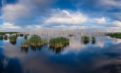Western Siberia. A big swamp, dead birches.