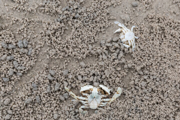 pair of small crabs on gray sand with footprints close-up