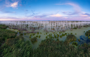 Western Siberia. A big swamp, dead birches.