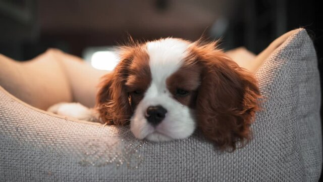 Dog puppy breed Cavalier King Charles Spaniel close-up, cute funny puppy looking at the camera, puppy 3 months