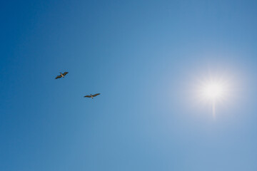 Clear blue sky, bright sun, and flying birds. Sky background, copy space