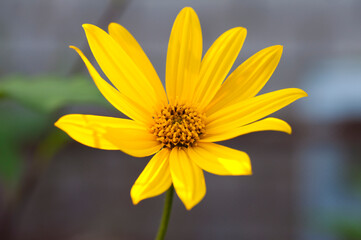 photo of beautiful flowers in the summer garden