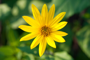 photo of beautiful flowers in the summer garden
