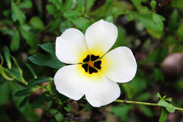 Fondos de naturaleza