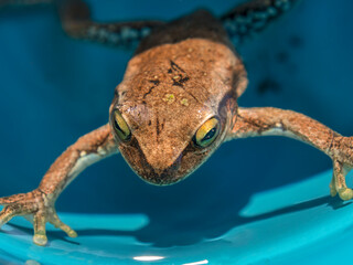 Macro photography of a brown tree frog swiming in a pond. Captured in a garden near the town of...