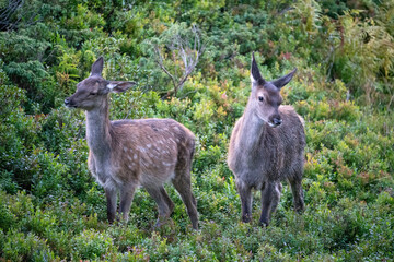 two orphaned red deer calfes in autumn on the mountains, they are motherless