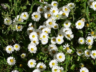 Cluster of beautiful white daisys Ansammlung weißer Gänseblümchen