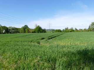 Cornfield in Dortmund, North Rhine-Westphalia, Germany Kornfeld in Dortmund, Nordrhein-Westfalen, Deutschland