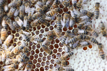 Bee on honeycombs with honey pieces of nectar in cages