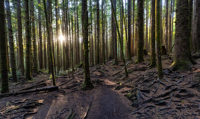 Hiking Path to Mystic Beach in the Vibrant Rainforest and colorful green trees on Juan de Fuca Trail. Located near Victoria, Vancouver Island, British Columbia, Canada.