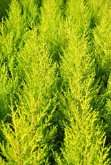 Colourful Close Up of Flowering Yellow Heather 