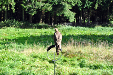 Large Hawk on Perch in Centre of Field 