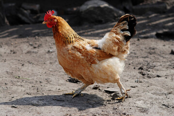 Chicken runs through the poultry yard