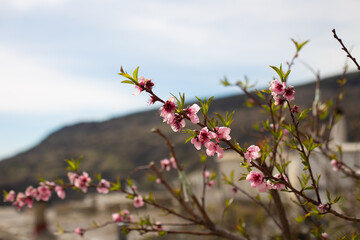 Almond tree branch in spring