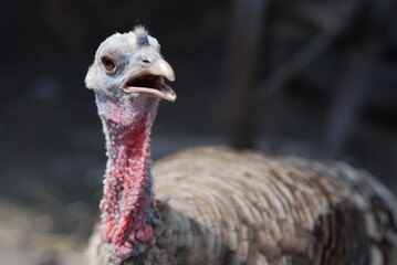 Turkey hen close-up